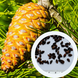 Сосна Алеппская семена (20 шт) иерусалимская (Pinus halepensis) RS-02150 фото 1