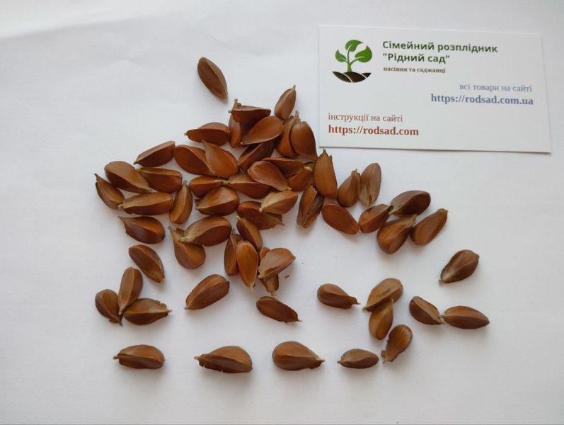Бук европейский семена (10 шт) лесной обыкновенный (Fagus sylvatica) RS-01301 фото
