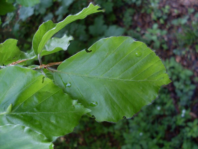 Бук европейский семена (10 шт) лесной обыкновенный (Fagus sylvatica) RS-01301 фото