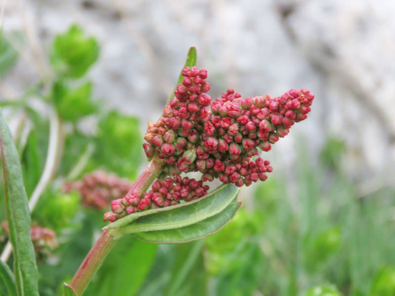 Щавель широколистный семена 1 г (прибл 1400 шт) кислый ранний (Rumex acetosa) RS-00911 фото