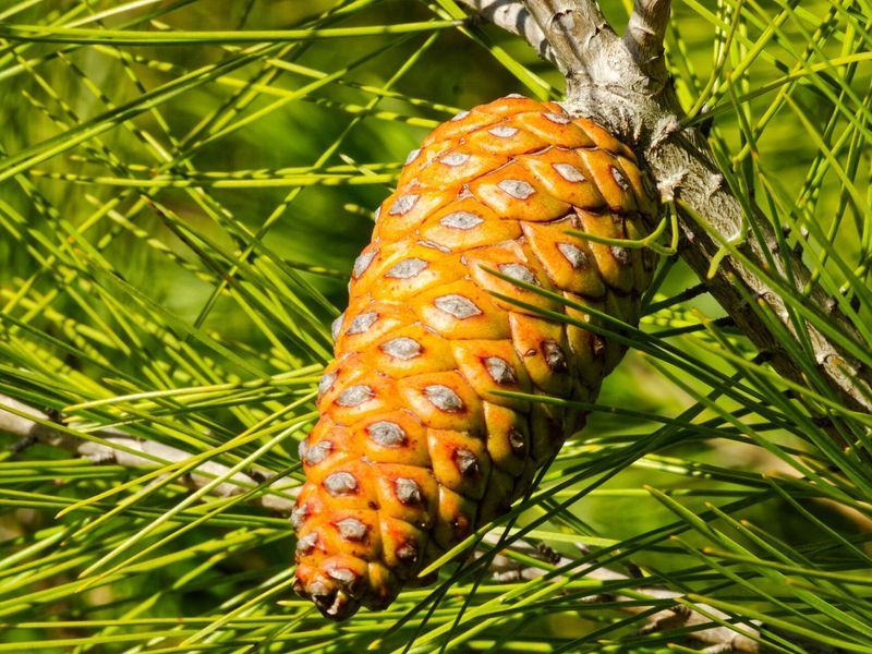 Сосна Алеппская семена (20 шт) иерусалимская (Pinus halepensis) RS-02150 фото