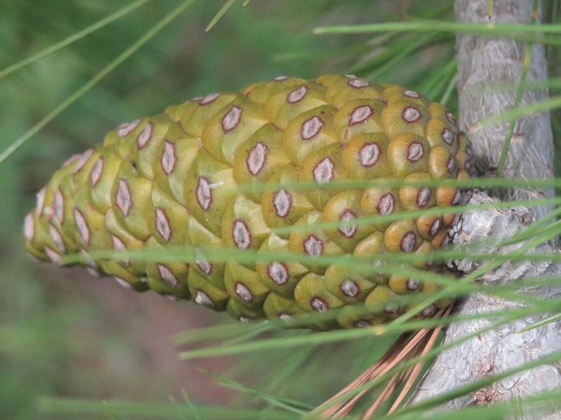 Сосна Алеппская семена (20 шт) иерусалимская (Pinus halepensis) RS-02150 фото
