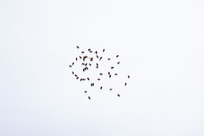Лаванда насіння 0,1 гр (прибл 100 шт) справжня вузьколиста англійська садова колоскова (Lavándula angustifólia) багаторічна RS-00007 фото