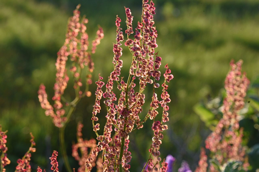 Щавель широколистный семена 1 г (прибл 1400 шт) кислый ранний (Rumex acetosa) RS-00911 фото