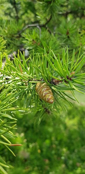 Сосна Банкса семена 0,5 гр. (прибл. 100 шт) (Pinus banksiana) RS-02151 фото