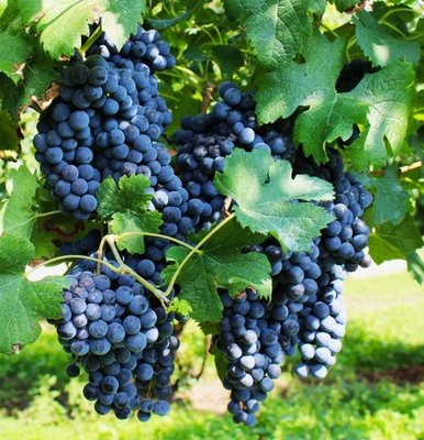 Саджанці виноград "Пино нуар" однорічні RS-00662 фото