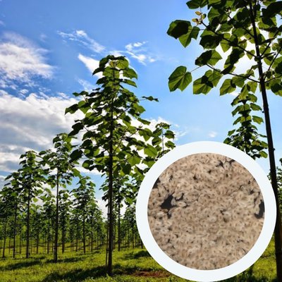 Павловния Шан Тонг семена (50 шт) алюминиевое дерево (Paulownia Shan Tong) для древесины морозостойкая быстроростущая RS-00629 фото