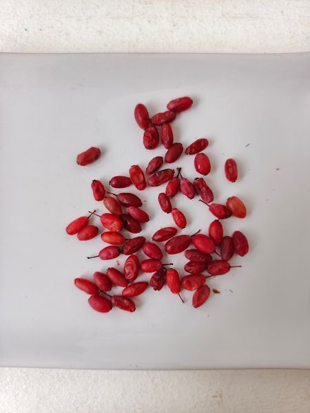 Барбарис насіння (20 шт) європейський звичайний (Berberis vulgaris) RS-00008 фото