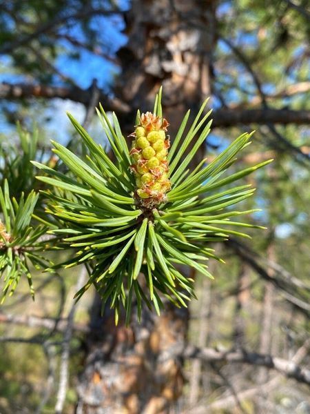 Сосна Банкса семена 0,5 гр. (прибл. 100 шт) (Pinus banksiana) RS-02151 фото
