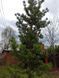 Сосна Банкса семена 0,5 гр. (прибл. 100 шт) (Pinus banksiana) RS-02151 фото 6