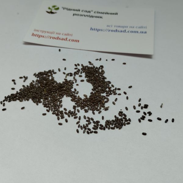 Лаванда сорт Munstead семена 0,1 гр. (около 100 штук) настоящая узколистная английская садовая колосковая (Lavándula angustifólia) многолетняя RS-02065 фото