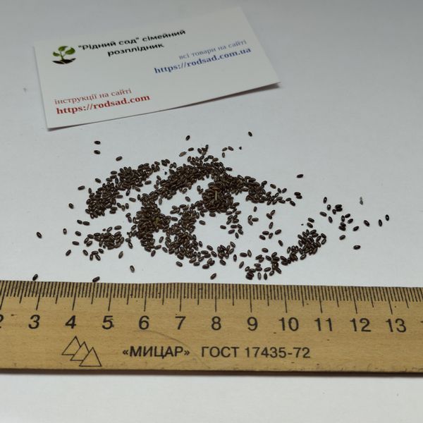 Лаванда сорт Munstead семена 0,1 гр. (около 100 штук) настоящая узколистная английская садовая колосковая (Lavándula angustifólia) многолетняя RS-02065 фото