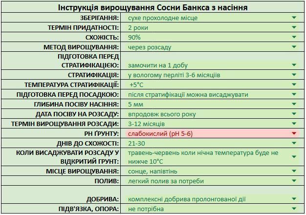 Сосна Банкса семена 0,5 гр. (прибл. 100 шт) (Pinus banksiana) RS-02151 фото