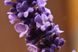 Лаванда сорт Munstead семена 0,1 гр. (около 100 штук) настоящая узколистная английская садовая колосковая (Lavándula angustifólia) многолетняя RS-02065 фото 2