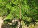 Сосна Банкса семена 0,5 гр. (прибл. 100 шт) (Pinus banksiana) RS-02151 фото 12