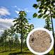 Павловния Шан Тонг семена (50 шт) алюминиевое дерево (Paulownia Shan Tong) для древесины морозостойкая быстроростущая RS-00629 фото 1