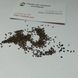 Лаванда сорт Munstead семена 0,1 гр. (около 100 штук) настоящая узколистная английская садовая колосковая (Lavándula angustifólia) многолетняя RS-02065 фото 7