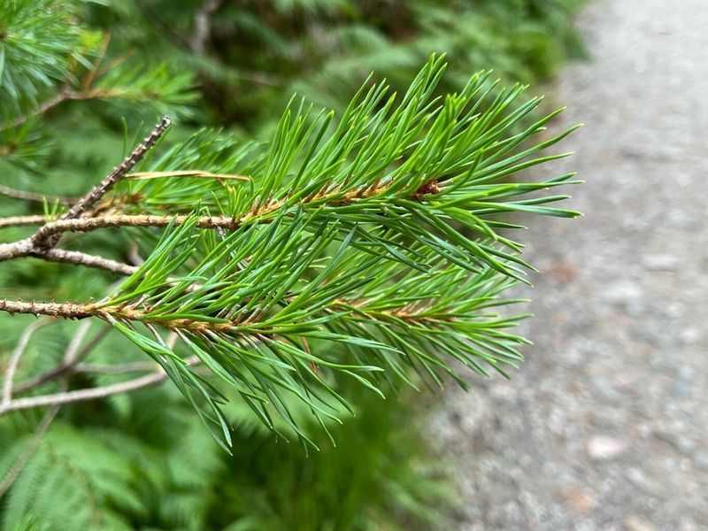 Сосна Банкса семена 0,5 гр. (прибл. 100 шт) (Pinus banksiana) RS-02151 фото