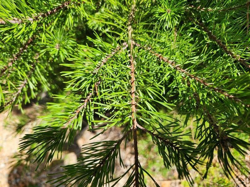 Сосна Банкса семена 0,5 гр. (прибл. 100 шт) (Pinus banksiana) RS-02151 фото