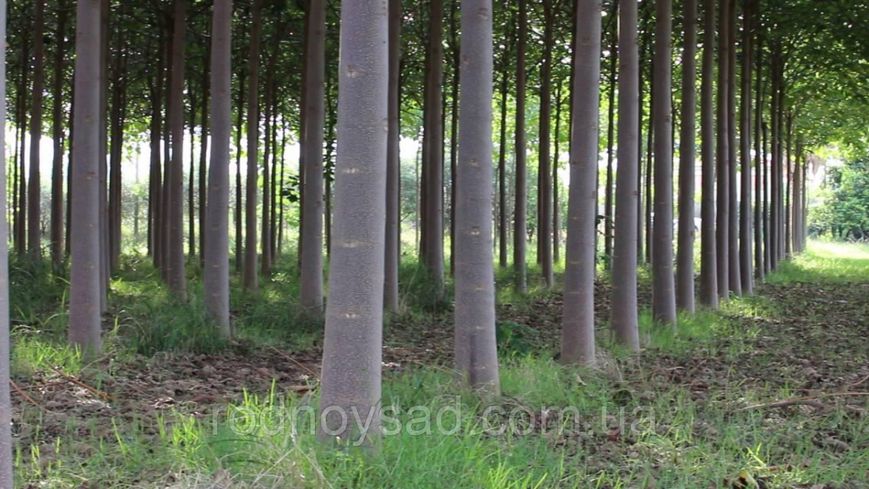 Павловния Шан Тонг семена (50 шт) алюминиевое дерево (Paulownia Shan Tong) для древесины морозостойкая быстроростущая RS-00629 фото