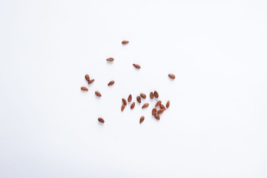 Барбарис семена (20 шт) европейский обыкновенный (Berberis vulgaris) RS-00008 фото