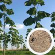 Павловния Шан Тонг семена (около 1000 шт) алюминиевое дерево (Paulownia Shan Tong) для древесины морозостойкая быстроростущая