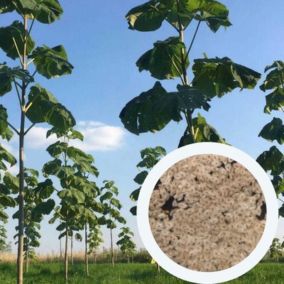 Павловнія Шан Тонг насіння (прибл. 1000 шт) алюмінієве дерево (Paulownia Shan Tong) для деревини морозостійка швидкоростуча RS-00001 фото