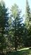 Сосна румелийская семена (20 шт) балканская македонская (Pinus peuce) RS-02152 фото 6
