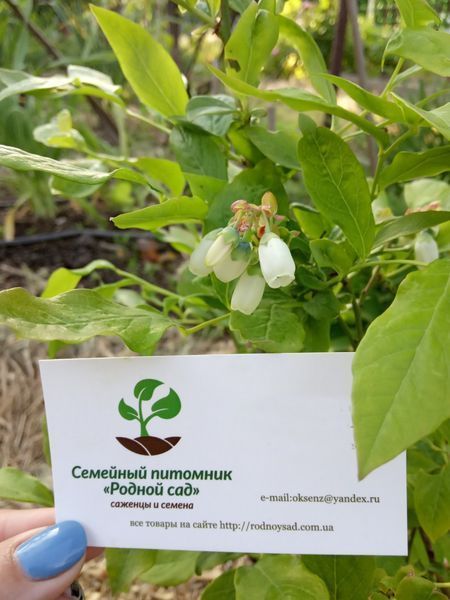 Лохина садова насіння 0,05 г (прибл. 150 шт) садова чорниця великоплідна голубика (Vaccinium corymbosum) морозостійка RS-00009 фото