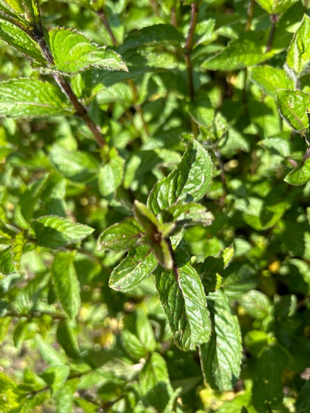Мята перечная семена 0,1 г (прибл 1000 шт) (Mentha piperita) RS-00845 фото