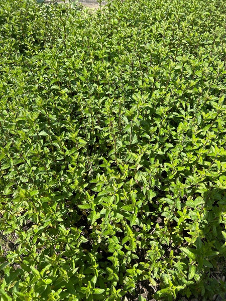 Мята перечная семена 0,1 г (прибл 1000 шт) (Mentha piperita) RS-00845 фото