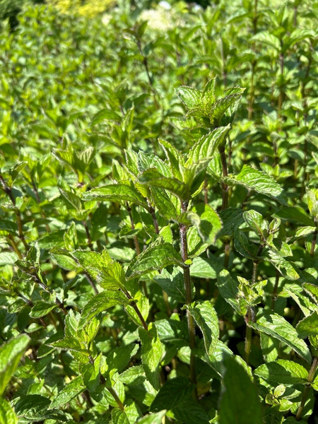 Мята перечная семена 0,1 г (прибл 1000 шт) (Mentha piperita) RS-00845 фото