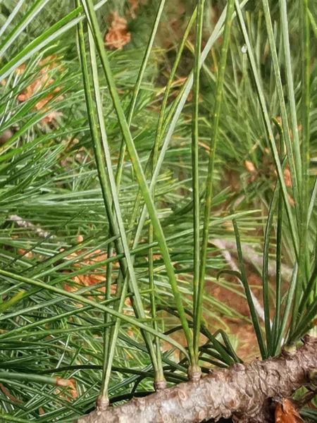 Сосна румелийская семена (20 шт) балканская македонская (Pinus peuce) RS-02152 фото