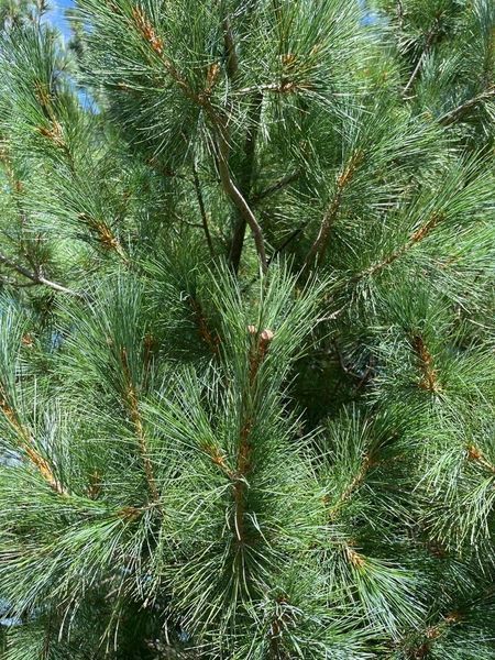 Сосна румелийская семена (20 шт) балканская македонская (Pinus peuce) RS-02152 фото