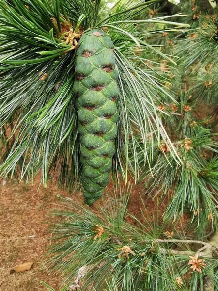 Сосна румелийская семена (20 шт) балканская македонская (Pinus peuce) RS-02152 фото