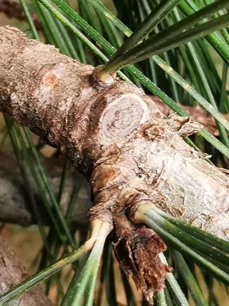 Сосна румелийская семена (20 шт) балканская македонская (Pinus peuce) RS-02152 фото