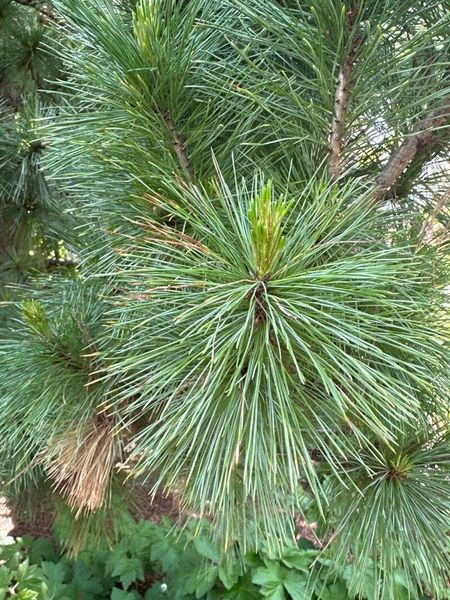 Сосна румелийская семена (20 шт) балканская македонская (Pinus peuce) RS-02152 фото