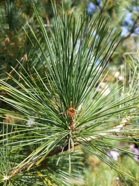 Сосна румелийская семена (20 шт) балканская македонская (Pinus peuce) RS-02152 фото