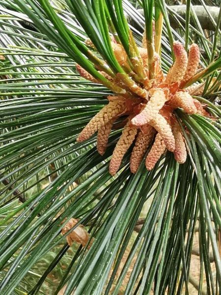 Сосна румелийская семена (20 шт) балканская македонская (Pinus peuce) RS-02152 фото