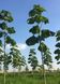 Павловния Шан Тонг семена (около 1000 шт) алюминиевое дерево (Paulownia Shan Tong) для древесины морозостойкая быстроростущая RS-00001 фото 6