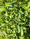 Мята перечная семена 0,1 г (прибл 1000 шт) (Mentha piperita) RS-00845 фото 2
