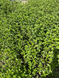Мята перечная семена 0,1 г (прибл 1000 шт) (Mentha piperita) RS-00845 фото 4