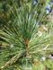 Сосна румелийская семена (20 шт) балканская македонская (Pinus peuce) RS-02152 фото 11