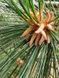 Сосна румелийская семена (20 шт) балканская македонская (Pinus peuce) RS-02152 фото 4