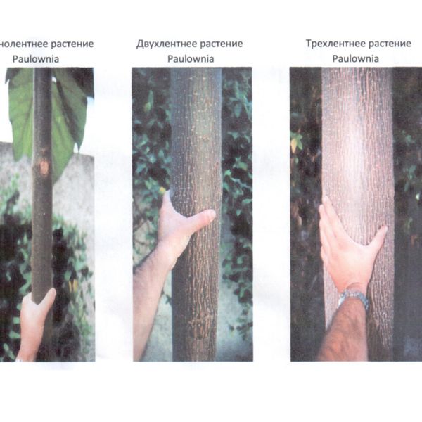 Павловния Шан Тонг семена (около 1000 шт) алюминиевое дерево (Paulownia Shan Tong) для древесины морозостойкая быстроростущая RS-00001 фото