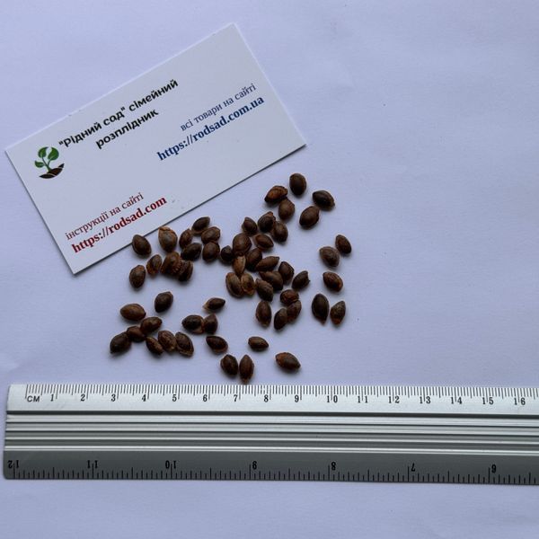 Сосна румелийская семена (20 шт) балканская македонская (Pinus peuce) RS-02152 фото