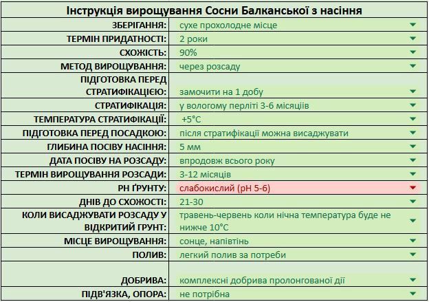 Сосна румелийская семена (20 шт) балканская македонская (Pinus peuce) RS-02152 фото
