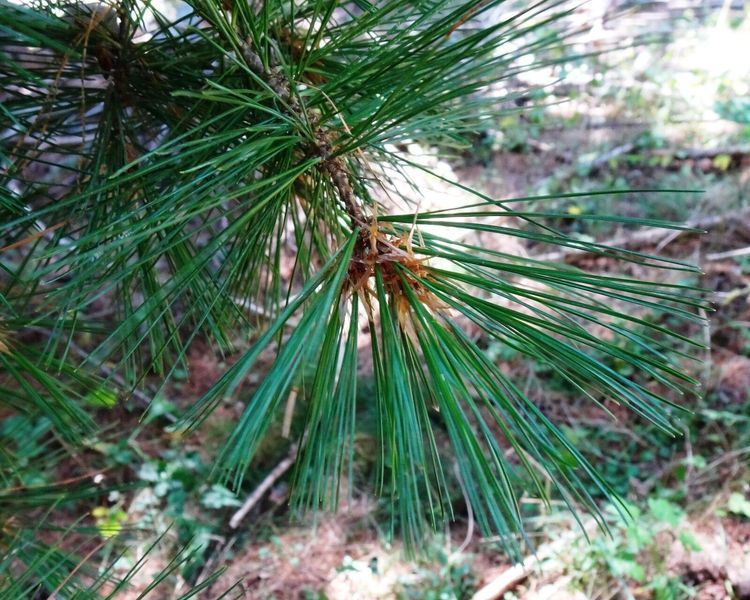 Сосна румелийская семена (20 шт) балканская македонская (Pinus peuce) RS-02152 фото