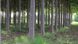 Павловнія Шан Тонг насіння (прибл. 1000 шт) алюмінієве дерево (Paulownia Shan Tong) для деревини морозостійка швидкоростуча RS-00001 фото 5