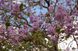 Павловнія кавакамі насіння (50 шт) алюмінієве дерево (Paulownia kawakamii) медонос швидкоростуча RS-00630 фото 2